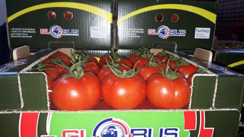 Globus Tarım Domates Paketleme