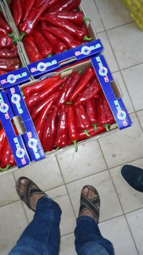 Globus Tarım Biber Paketleme (1)