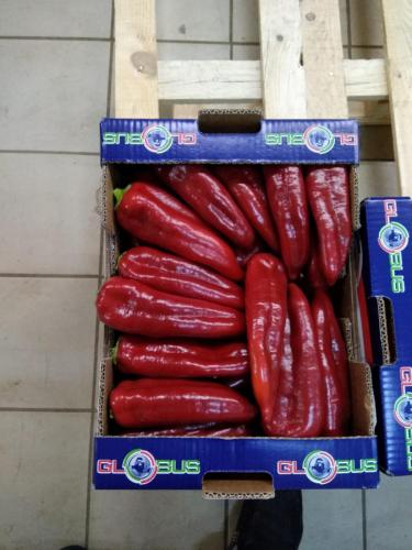 Globus Tarım Biber Paketleme (10)