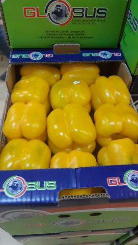Globus Tarım Biber Paketleme (12)