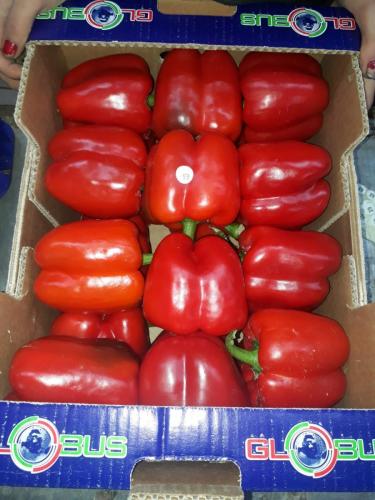 Globus Tarım Biber Paketleme (13)