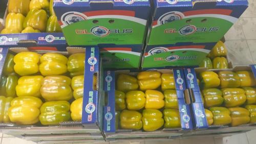 Globus Tarım Biber Paketleme (19)