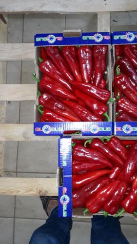 Globus Tarım Biber Paketleme (2)