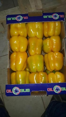 Globus Tarım Biber Paketleme (3)