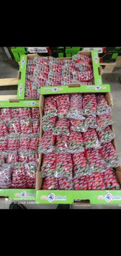 Globus Tarım Biber Paketleme (31)