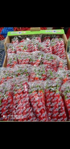 Globus Tarım Biber Paketleme (32)