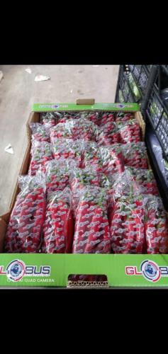 Globus Tarım Biber Paketleme (33)