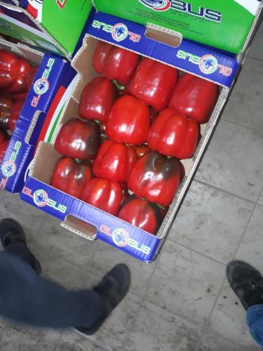Globus Tarım Biber Paketleme (4)