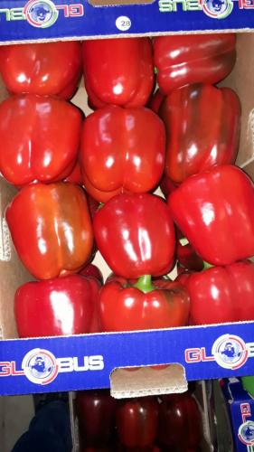 Globus Tarım Biber Paketleme (5)