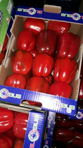 Globus Tarım Biber Paketleme (6)