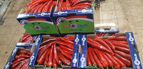 Globus Tarım Biber Paketleme (8)