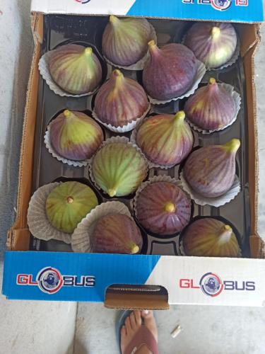 Globus Tarım İncir Paketleme (18)