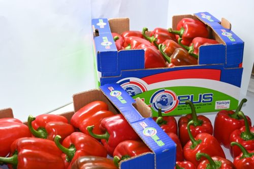 Globus Tarım Biber Paketleme